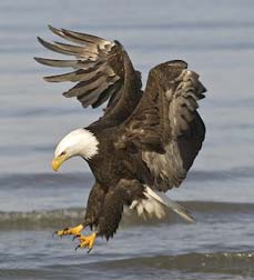 You might even see a bald eagle on your Black River float trip