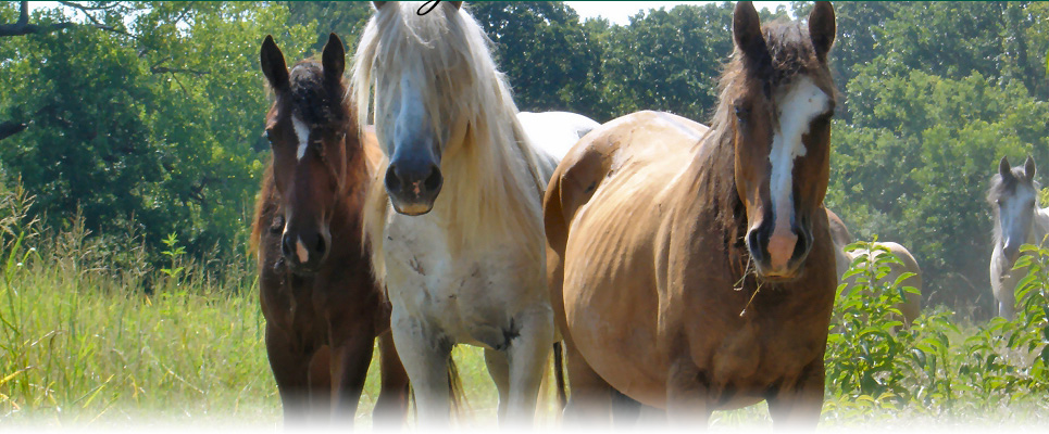 Missouri horseback riding, trail rides and boarding, Ironton, MO in the Ozarks near St. Louis - Arcadia Valley Stables 
